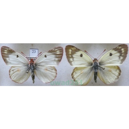 Colias hyale (Linnaeus, 1758) pair Szlaczkoń siarecznik Czech23